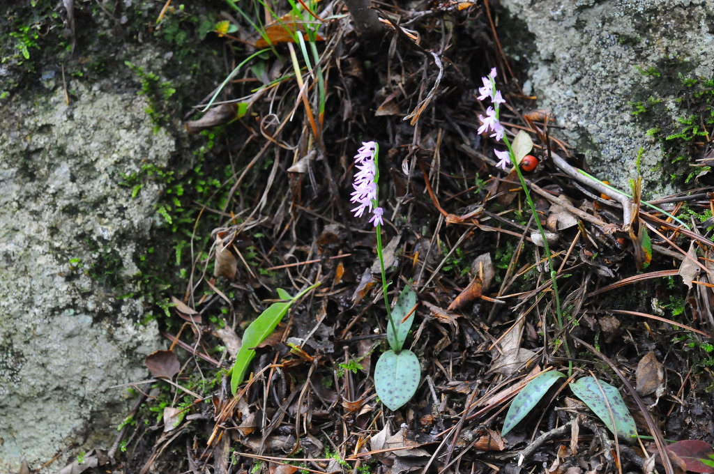 점박이구름병아리난 DSC_6590.jpg : 상주 번개