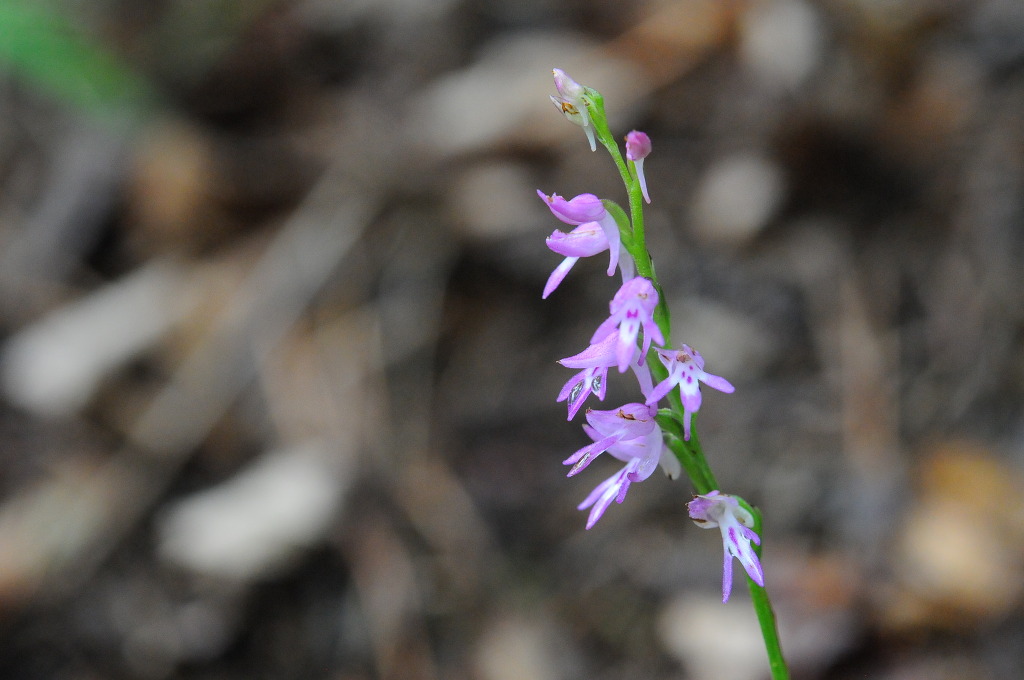 점박이구름병아리난 DSC_6585.jpg : 상주 번개