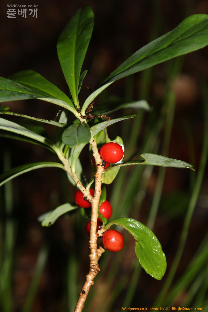 cjle170801 석병산 두메닥나무 Daphne pseudomezereum 8369.JPG