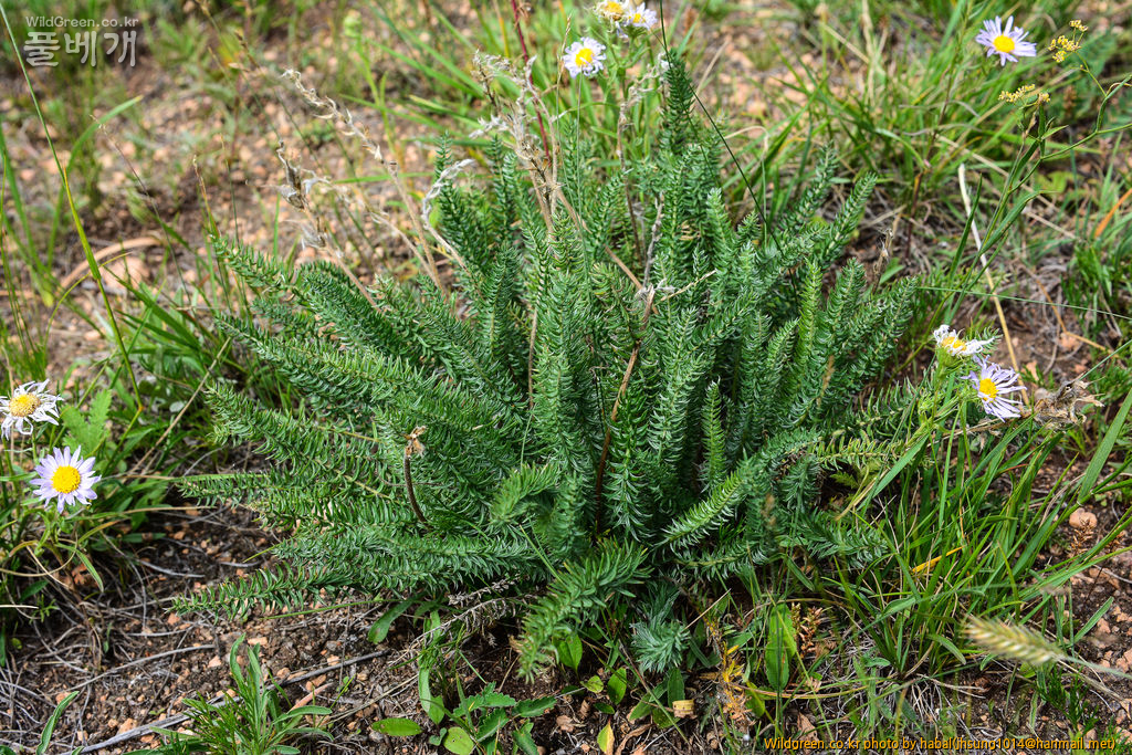Oxytropis myriophylla DC (6).jpg : 몽골-26(Oxytropis myriophylla DC.)