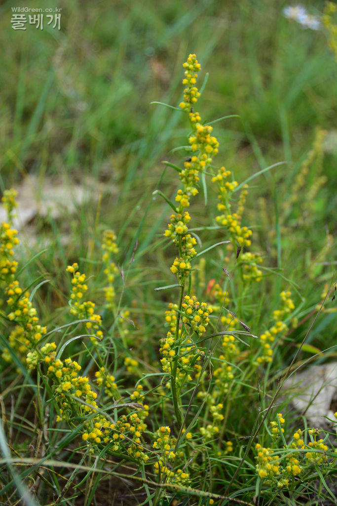  Artemisia palustris L (4).jpg