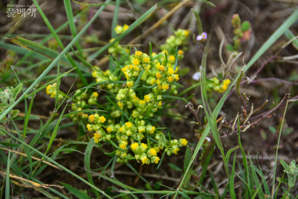  Artemisia palustris L (2).jpg