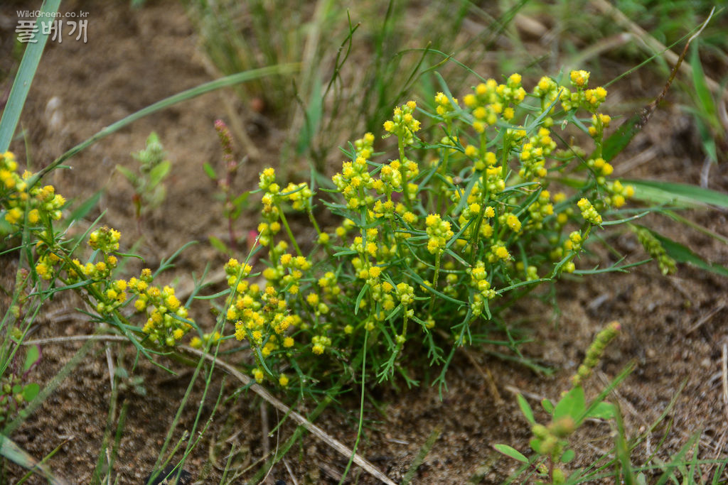  Artemisia palustris L (3).jpg