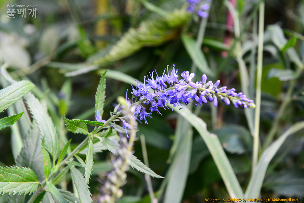 Veronica spuria L (1).jpg : 몽골-37(Veronica spuria L)