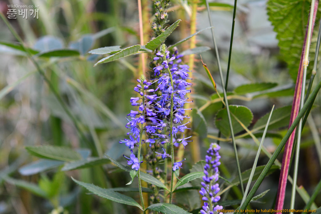 Veronica spuria L (2).jpg : 몽골-37(Veronica spuria L)