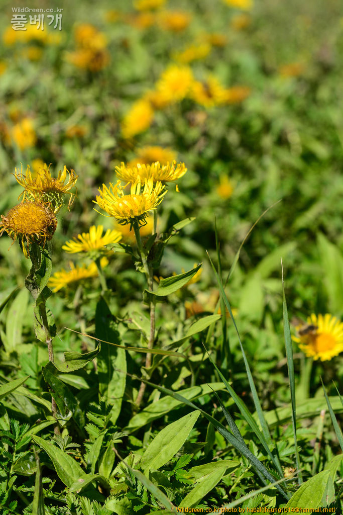 금불초 (2).jpg : 몽골-439(금불초)