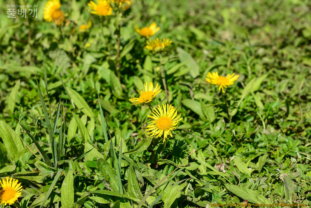 금불초 (1).jpg : 몽골-439(금불초)