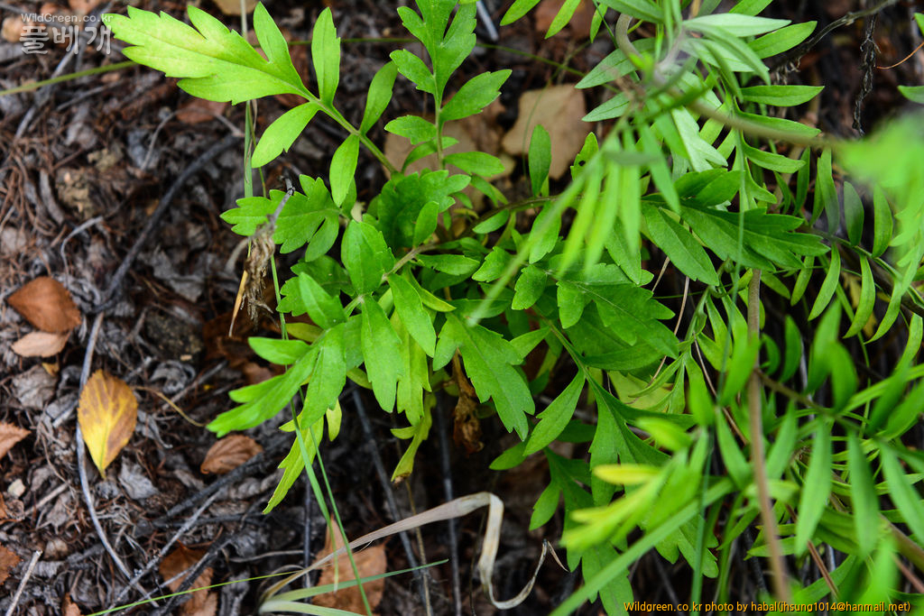 돌마타리 (3).jpg : 몽골-48(돌마타리)