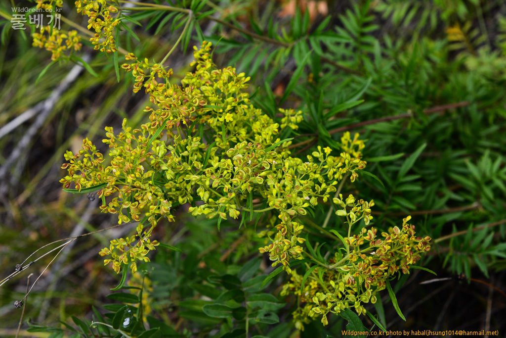 돌마타리 (1).jpg : 몽골-48(돌마타리)