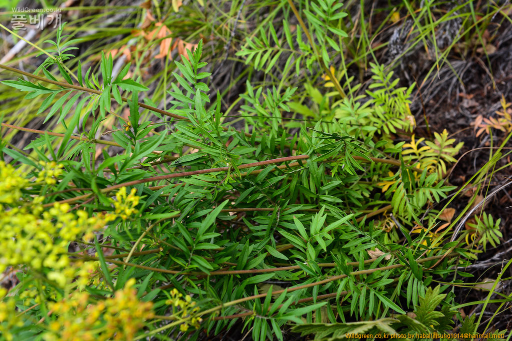 돌마타리 (6).jpg : 몽골-48(돌마타리)