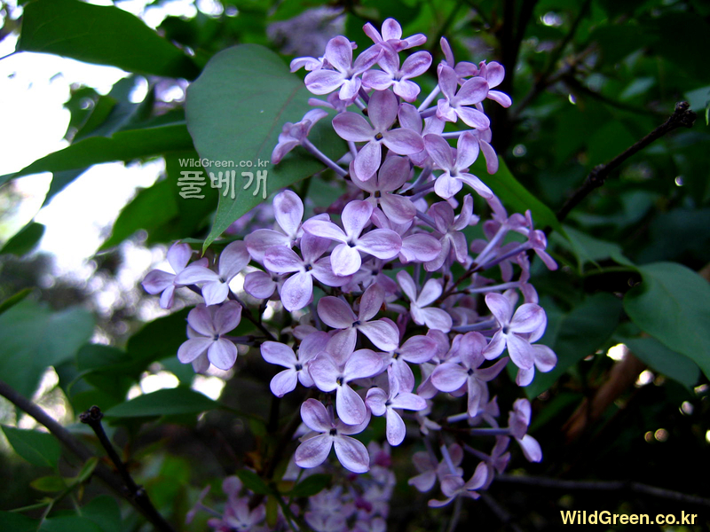 서양수수꽃다리