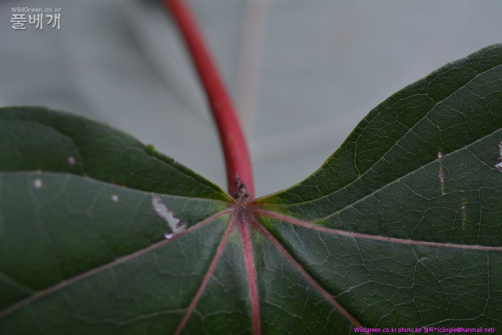 01 잎 전면(엽저부) DSC_8359.jpg