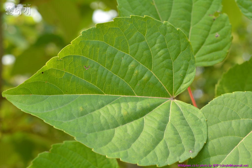 02. 잎 전면 DSC_8496.jpg