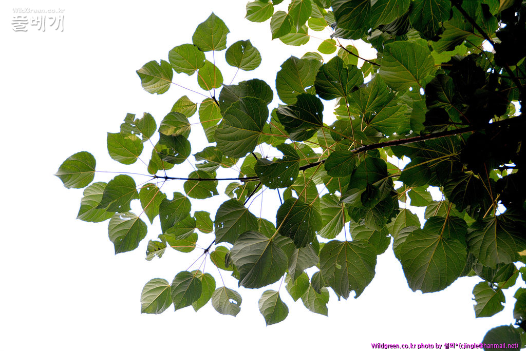 01 전초 DSC_8340.jpg