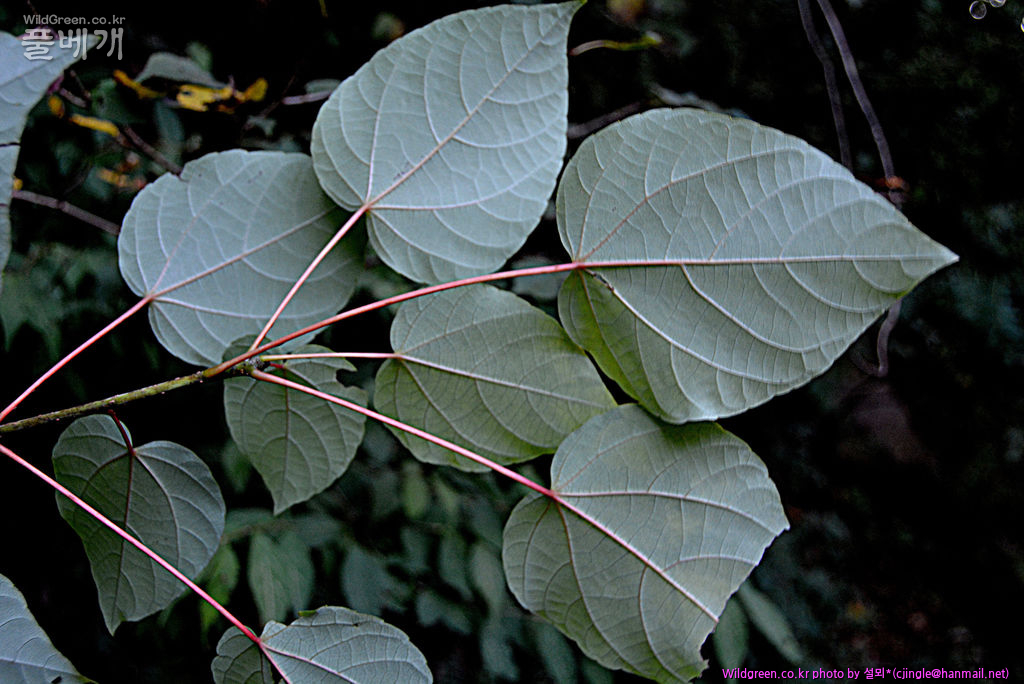 01 잎 뒷면 DSC_8346.jpg