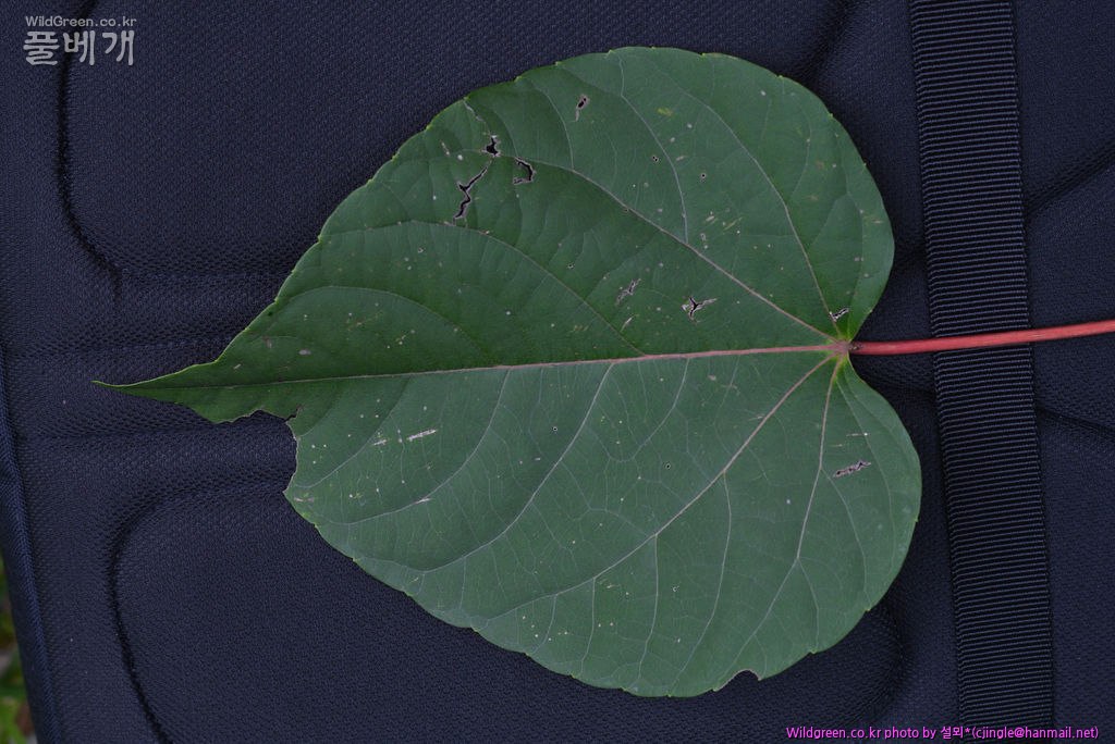 01 잎 전면 DSC_8352.jpg