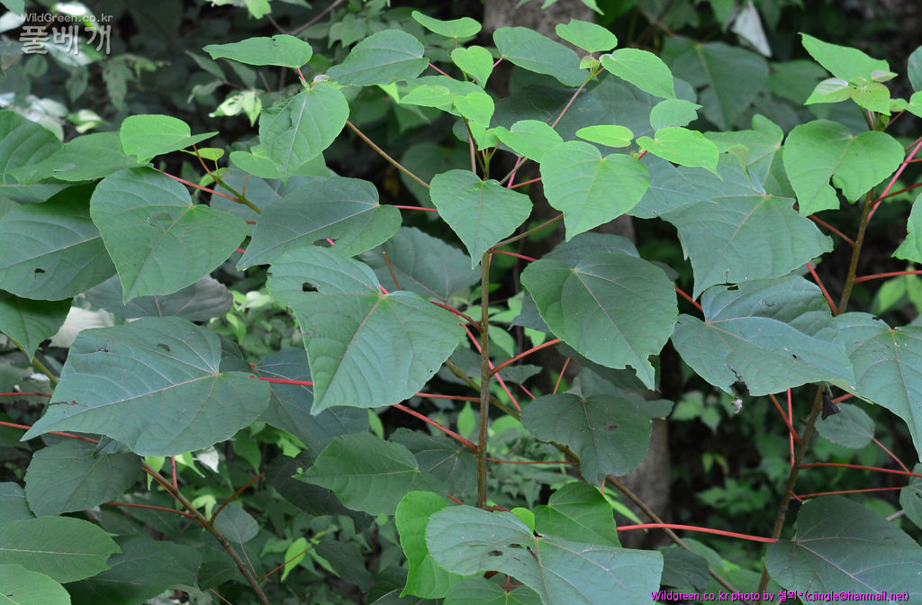 01 전초 DSC_3412-1.jpg