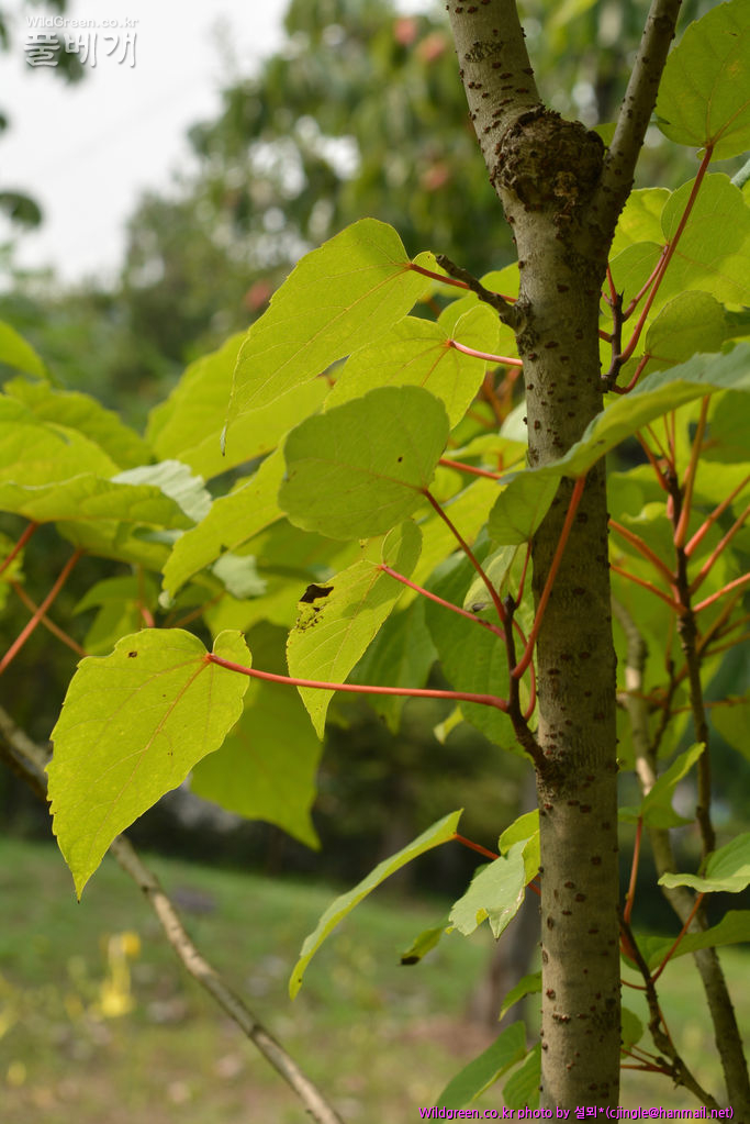 02 수피 DSC_8498.jpg