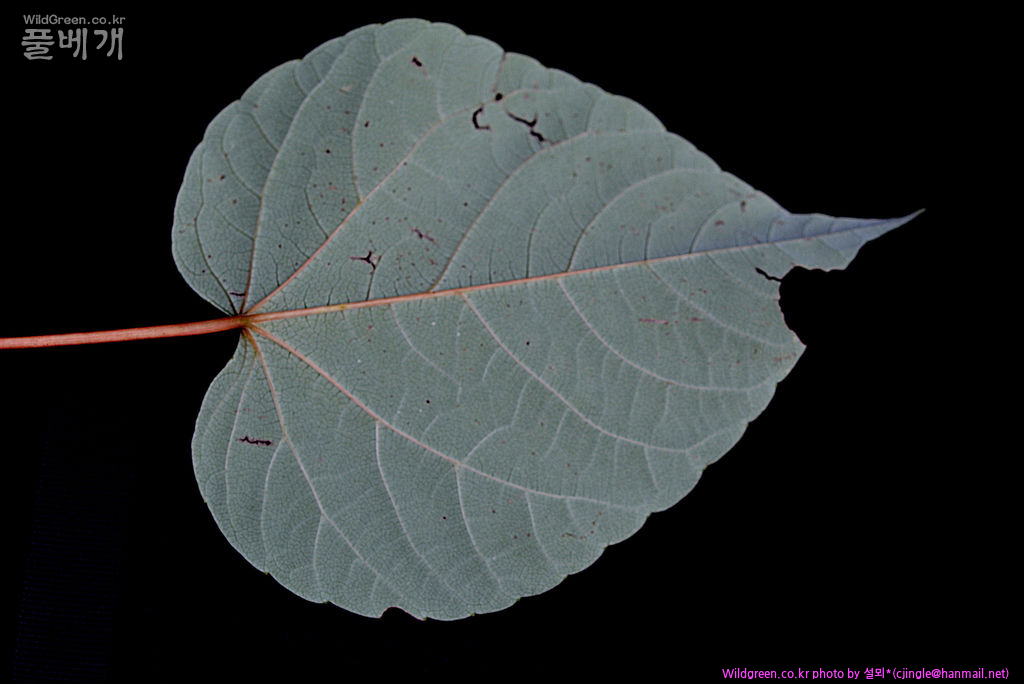 01 잎 뒷면 DSC_8357.jpg