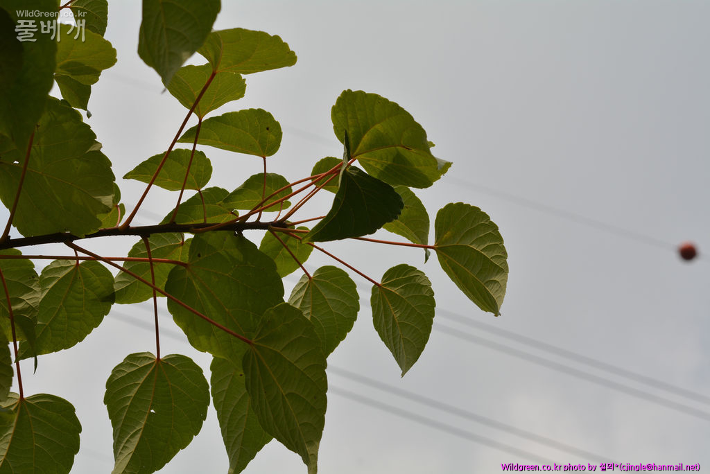 02 전초 DSC_8497.jpg