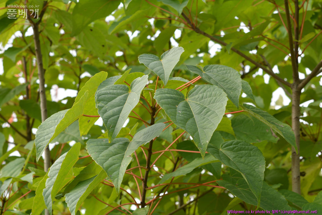 02 전초 DSC_8493.jpg