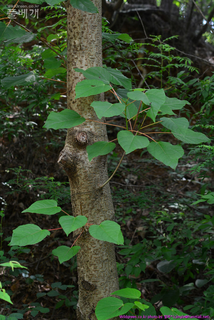 01 수피 DSC_3410.jpg