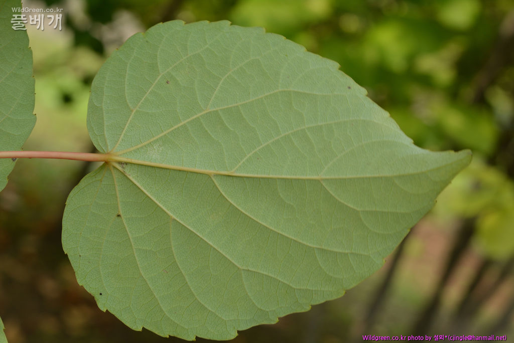 02 잎 뒷면 DSC_8495.jpg