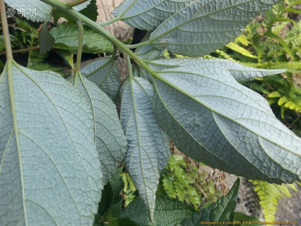 모시풀(섬)CYMERA_20121106_095837.jpg : 카르마님께 질문 드립니다.