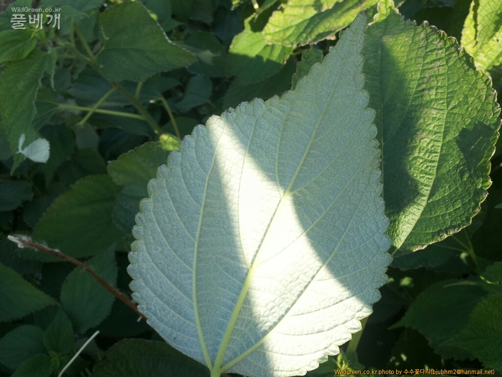 모시풀(섬)CYMERA_20121106_095505.jpg : 카르마님께 질문 드립니다.