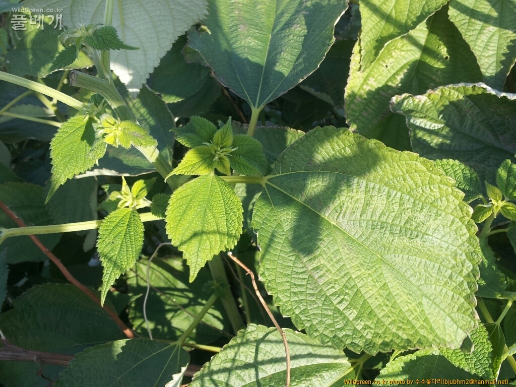 모시풀(섬)CYMERA_20121106_095452.jpg : 카르마님께 질문 드립니다.