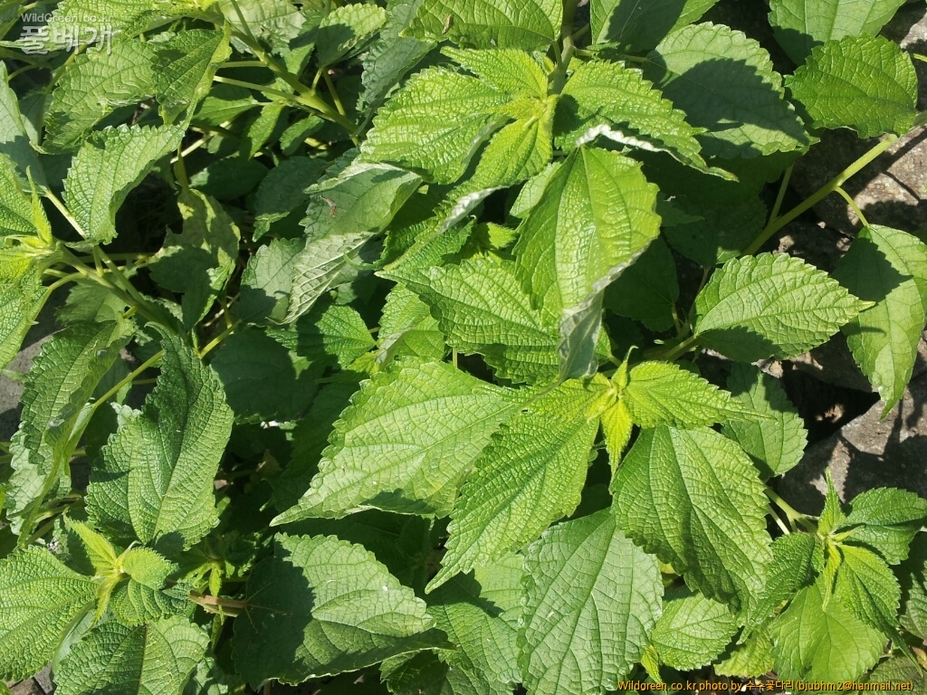 모시풀(섬)CYMERA_20121106_095755.jpg : 카르마님께 질문 드립니다.