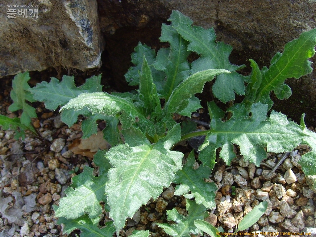 북분취뿌리잎.JPG