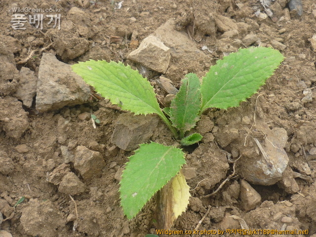 물엉겅퀴모종.jpg