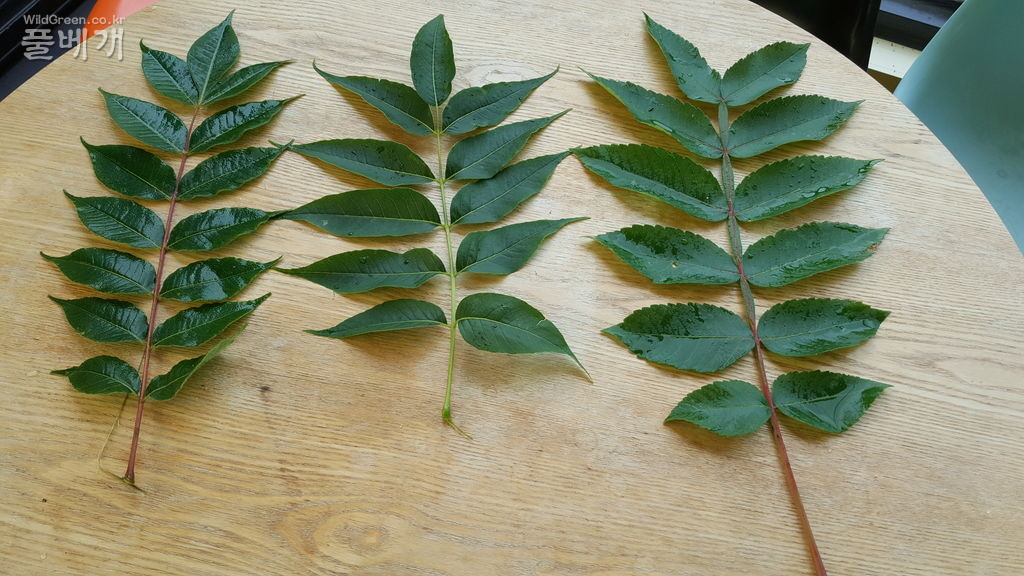 소태 나무 045.jpg