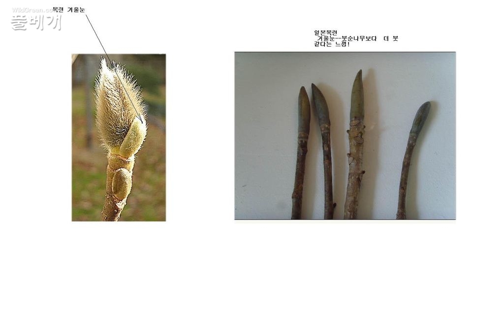 목련. 일본목련 겨울눈.jpg