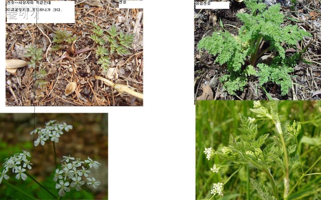 무제-2 복사.jpg : 전호. 유럽전호.근생엽 비교