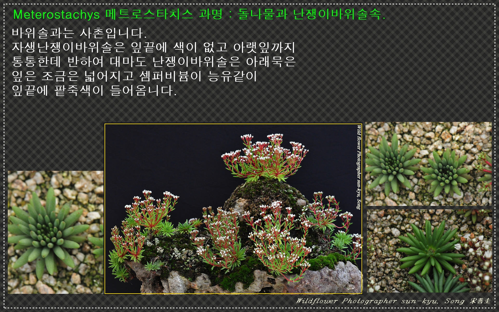 바위솔 알리기 8.jpg : 바위솔 바로알기