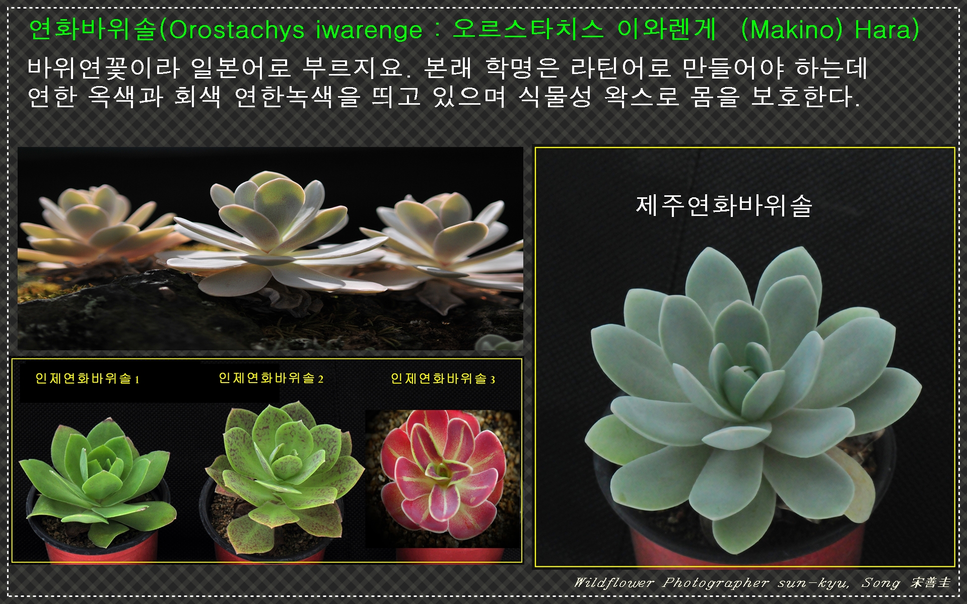 바위솔 알리기 6.jpg : 바위솔 바로알기