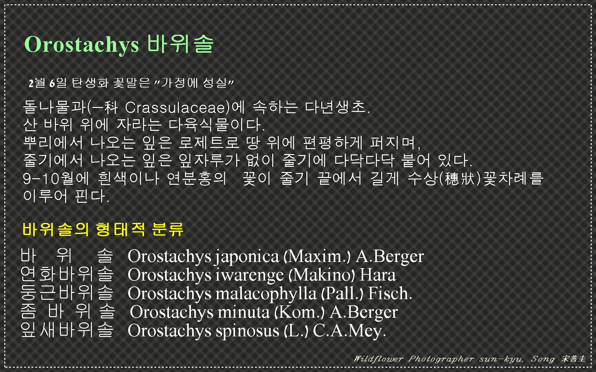 바위솔 알리기 3.jpg : 바위솔 바로알기