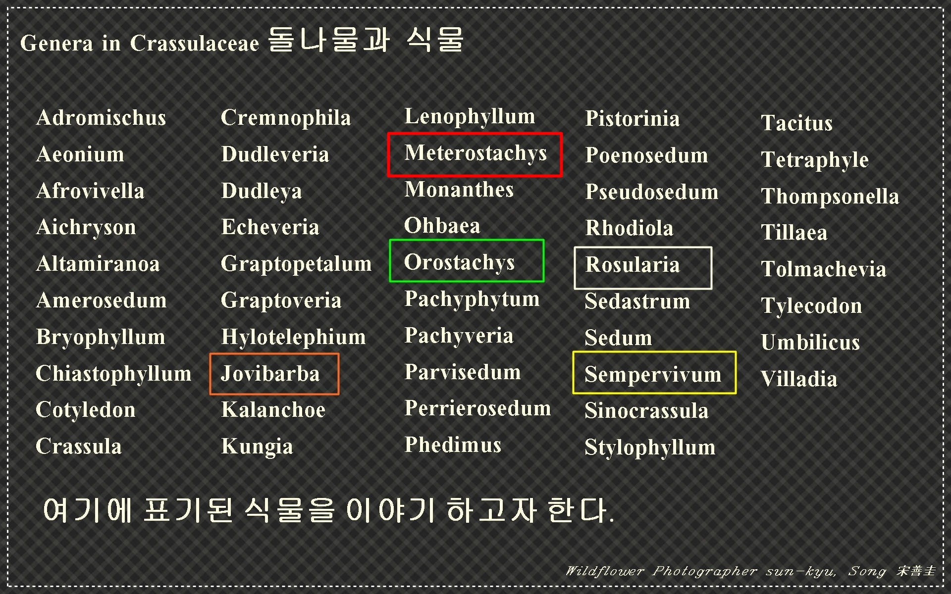 바위솔 알리기 1.jpg : 바위솔 바로알기