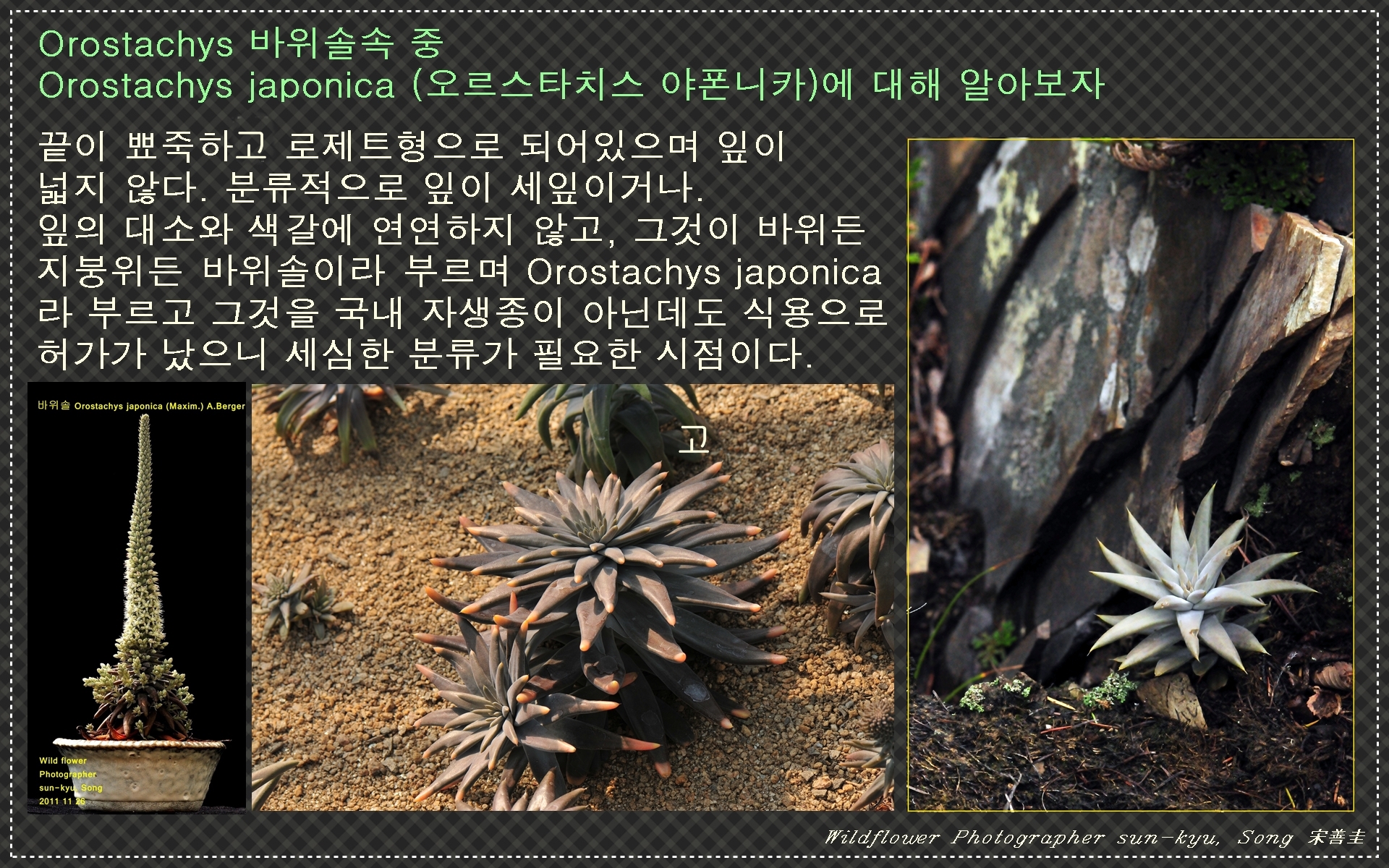 바위솔 알리기 4.jpg : 바위솔 바로알기