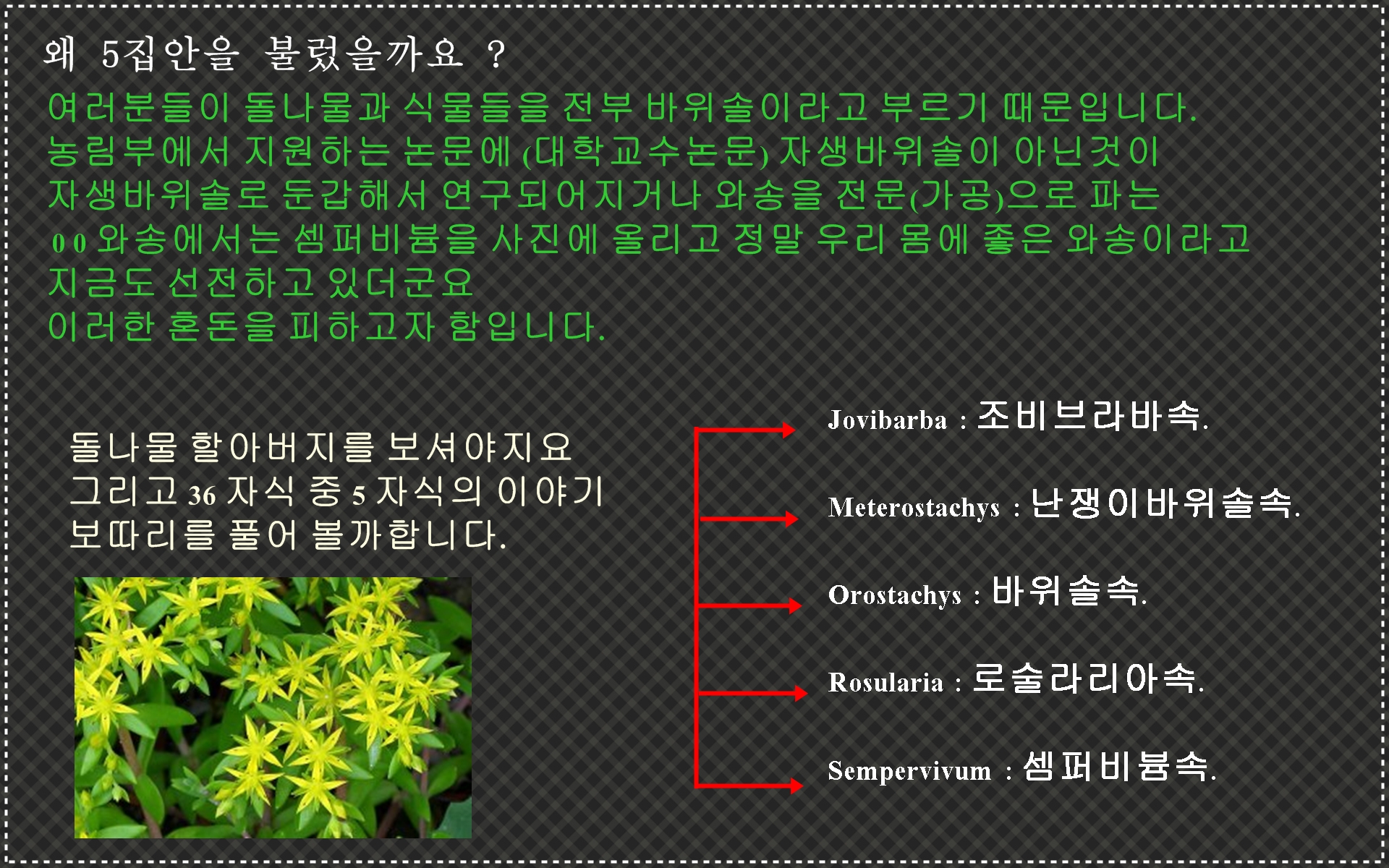 바위솔 알리기 11.jpg : 바위솔 바로알기