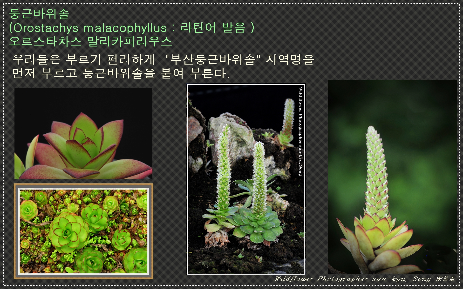 바위솔 알리기 5.jpg : 바위솔 바로알기