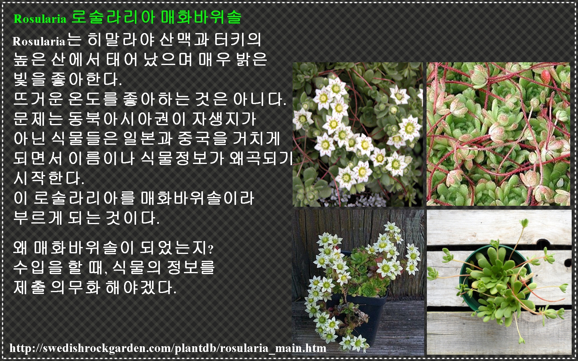 바위솔 알리기 9.jpg : 바위솔 바로알기