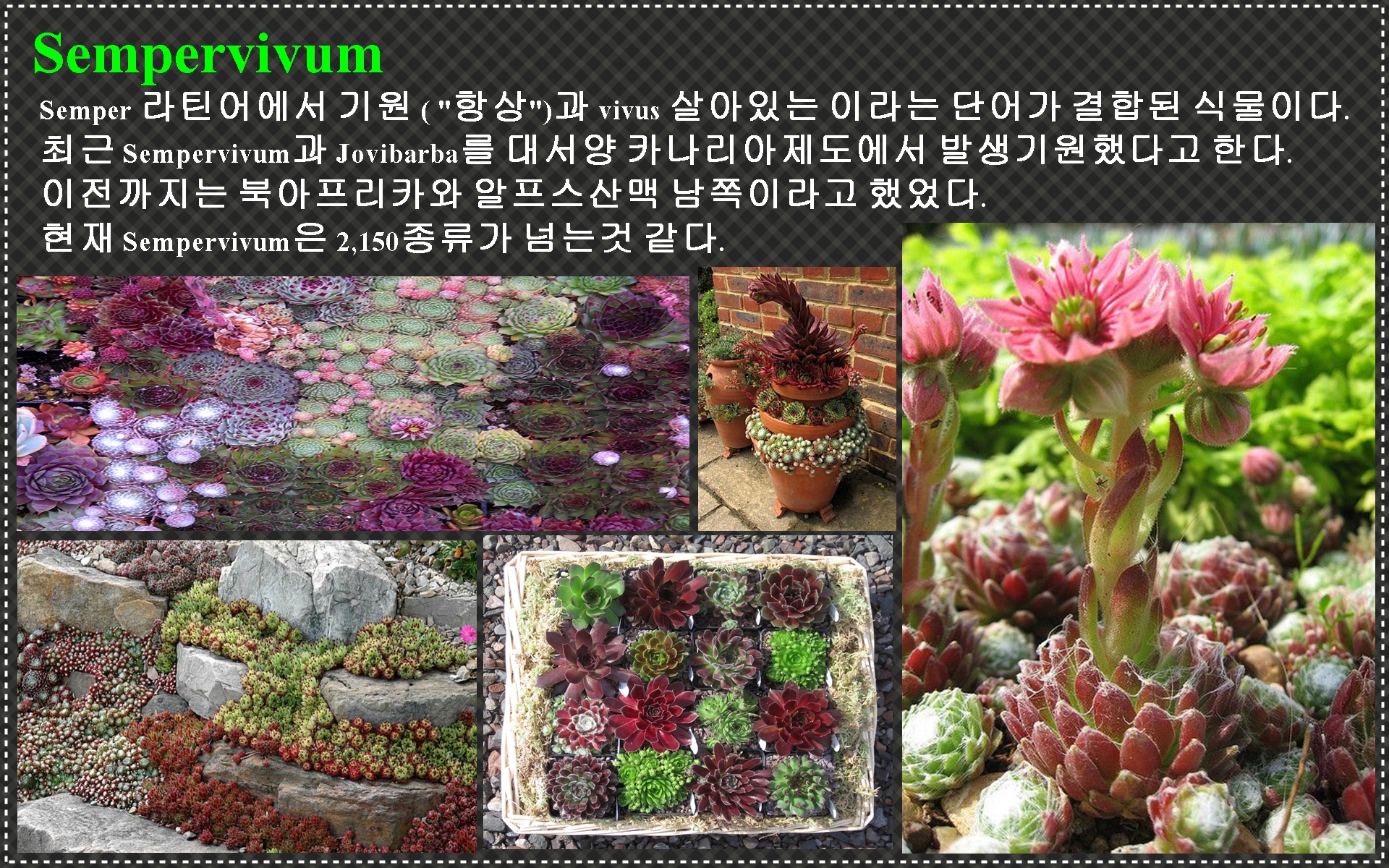 바위솔 알리기 10.jpg : 바위솔 바로알기