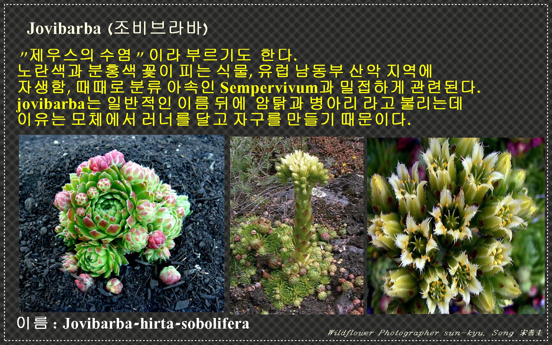 바위솔 알리기 2.jpg : 바위솔 바로알기