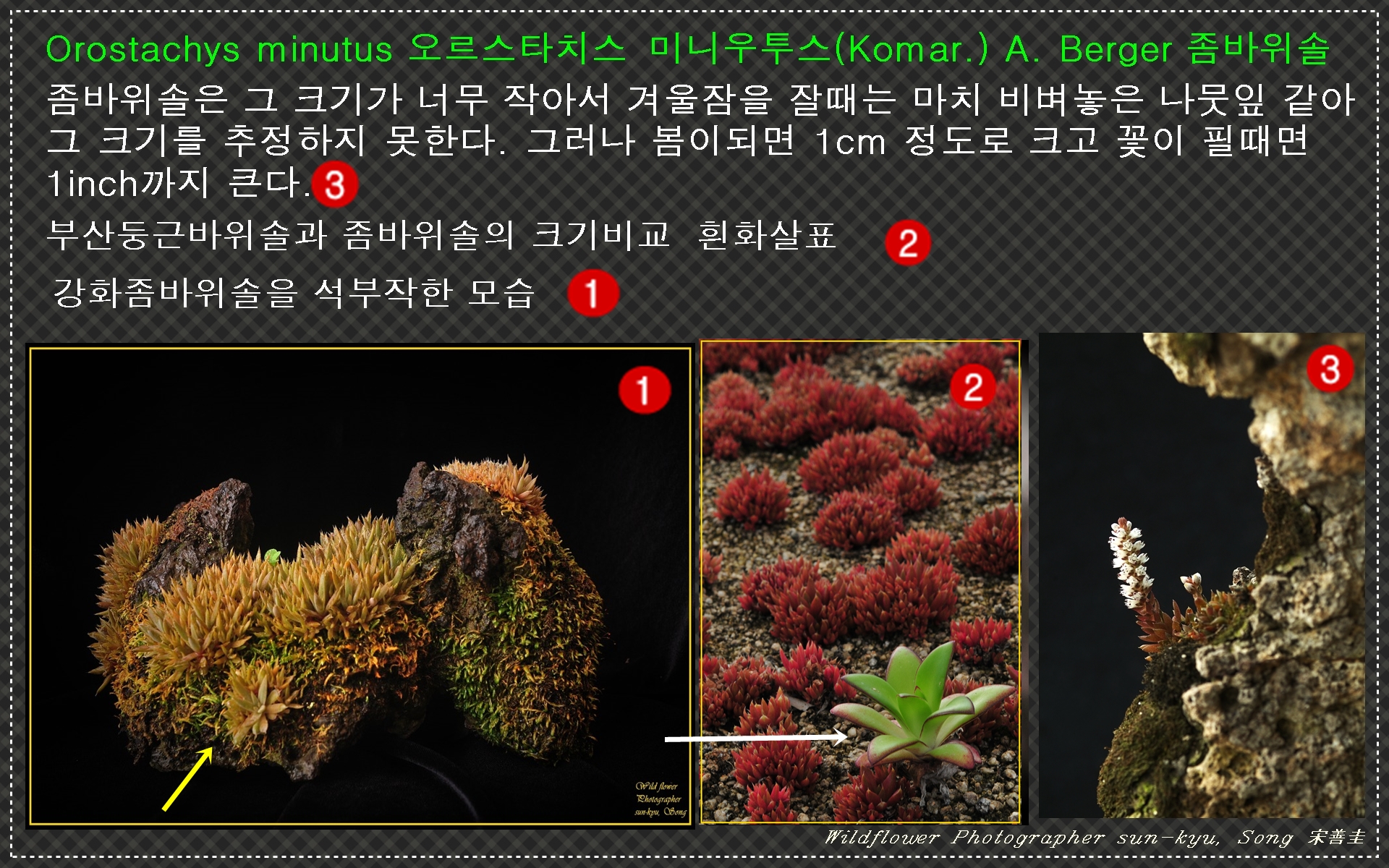 바위솔 알리기 7.jpg : 바위솔 바로알기