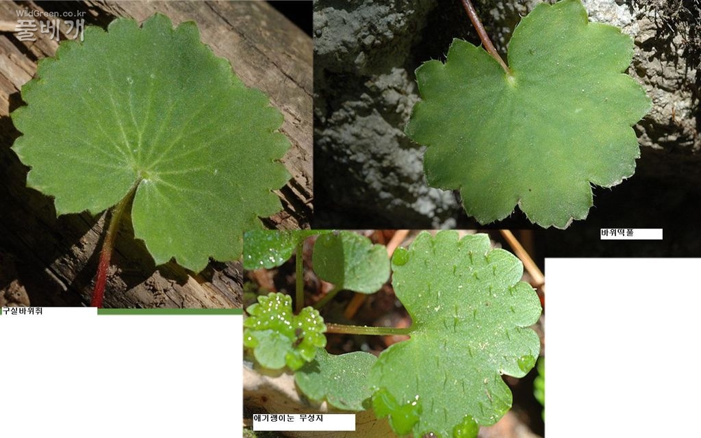 구실바위취. 바위떡풀. 애기괭이눈.jpg