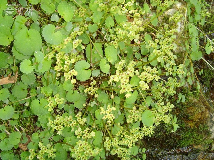 사진 135.jpg : 애기괭이눈 무성지