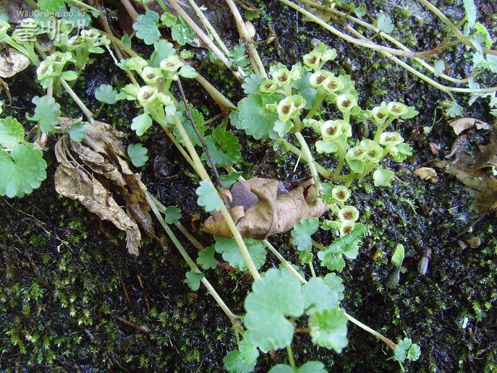 사진 145.jpg : 애기괭이눈 무성지